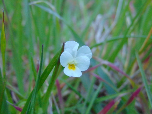 Veld viooltjes — foto 5 van 8