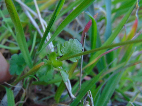 Veld viooltjes — foto 4 van 8