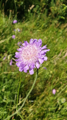 Veldschurft — Bild 4