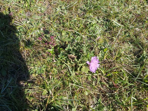Veldschurft — Bild 2