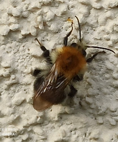 Veldhommel — Bild 4