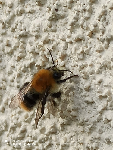 Veldhommel — Bild 3