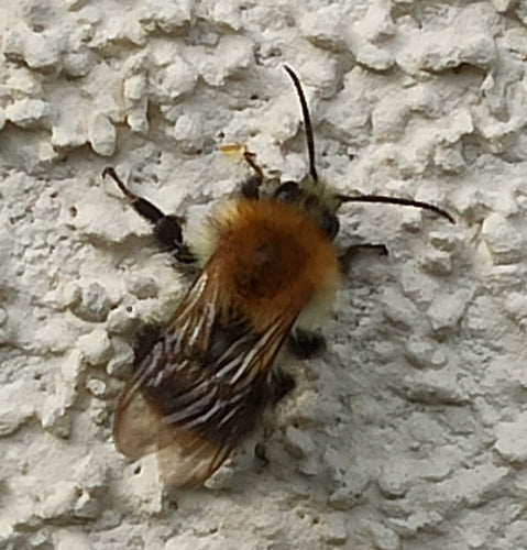 Veldhommel — Bild 2