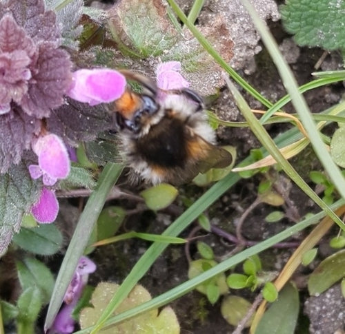 Veldhommel — Bild 5