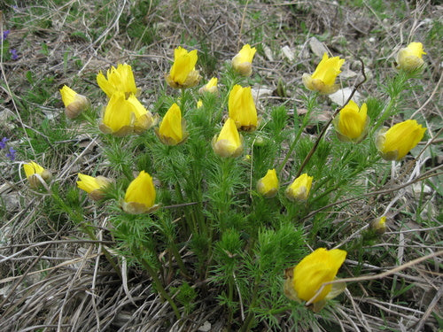 Adonis-bloemen — Bild 3
