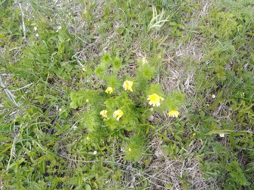 Adonis-bloemen — Bild 4