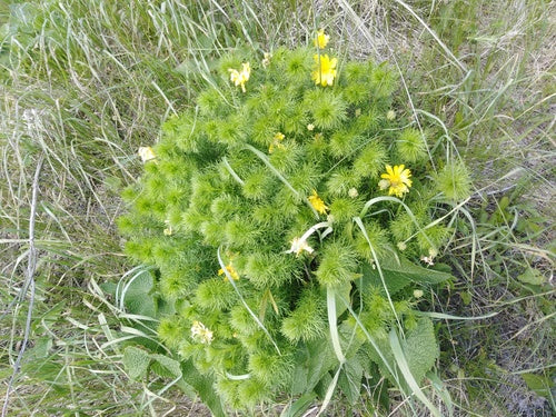 Adonis-bloemen — Bild 5