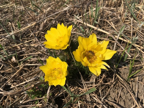 Adonis-bloemen — foto 2 van 46