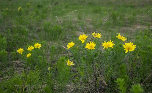 Adonis-bloemen — Bild 2