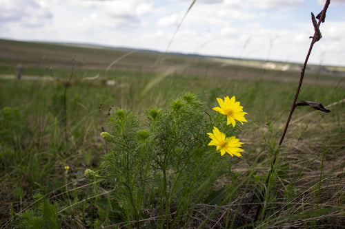 Adonis-bloemen — Bild 1