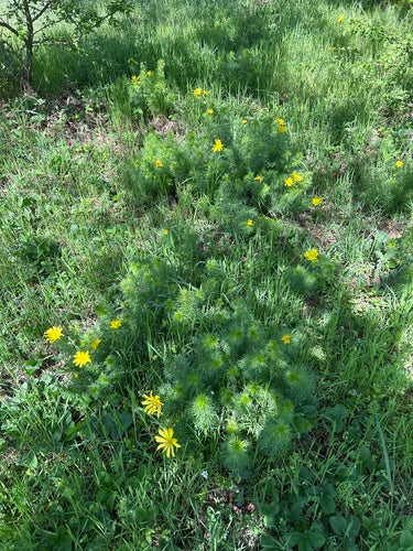 Adonis-bloemen — foto 4 van 46
