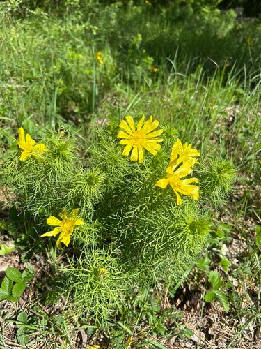 Adonis-bloemen — foto 5 van 46