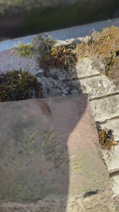 Muur isopod profiel – Oberursel (Taunus)