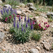 Ähren-Ehrenpreis (Veronica spicata) in Blüte im naturnahen Garten (KI-generiert)
