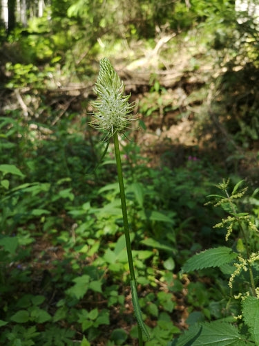 Spiked duivelsklauw — foto 4 van 9