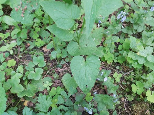 Spiked duivelsklauw — foto 5 van 9