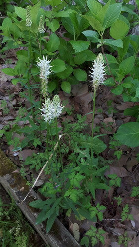 Spiked duivelsklauw — foto 2 van 9