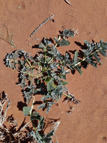 Afrikaanse duivelsklauw — Bild 5
