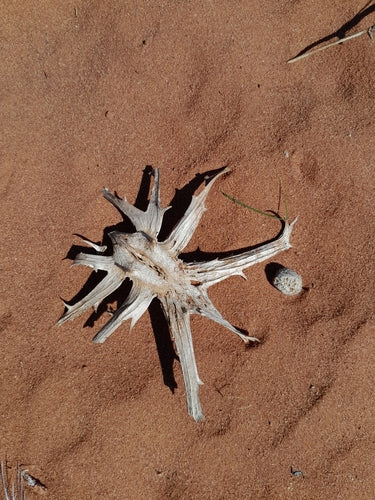Afrikaanse duivelsklauw — Bild 4