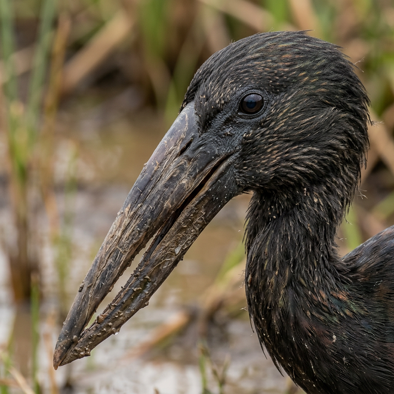 Afrikanischer Klaffschnabel (Anastomus lamelligerus), AI-illustratie