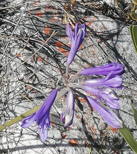 Agapanthus — Bild 4