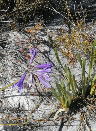 Agapanthus — Bild 3