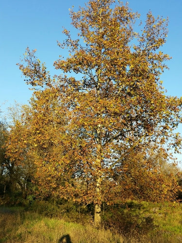 Esdoornblad plataan — Bild 3