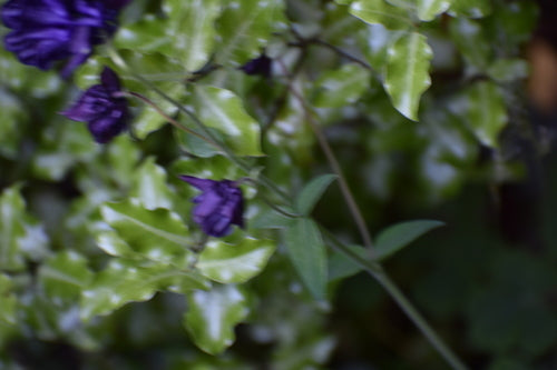 Akelei — Bild 2