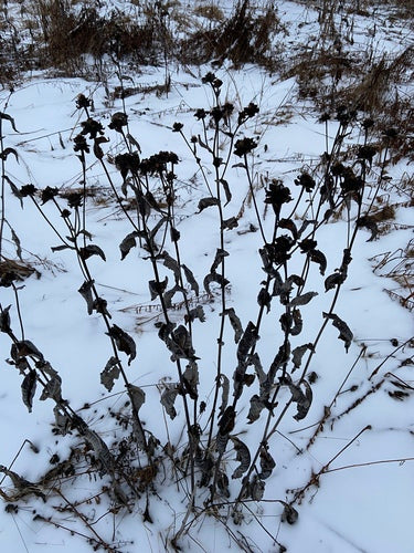 Alant — Bild 3