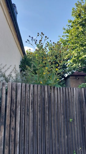 Alant — foto 4 van 8