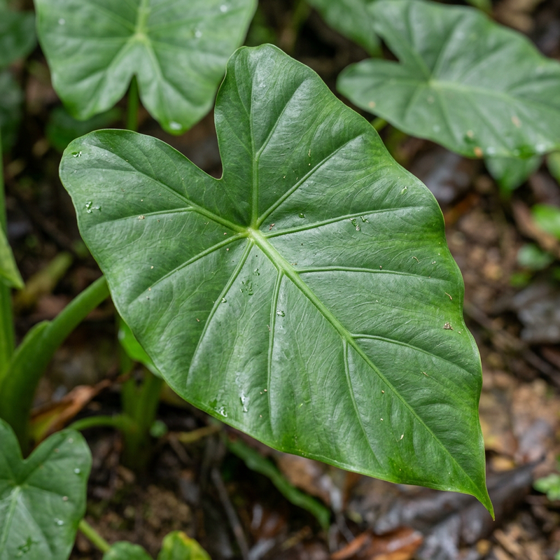 Alocasia (pijlblad) (Alocasia cucullata), AI-illustratie