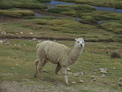 alpaca — Bild 5