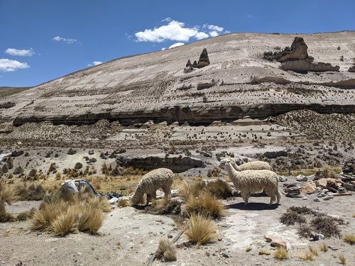 alpaca — Bild 4