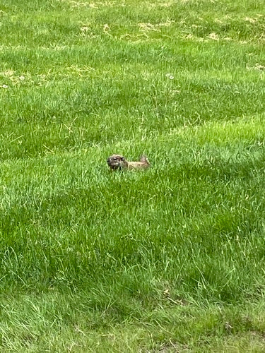 Alpenmarmot — Bild 5