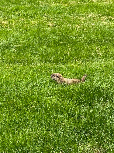 Alpenmarmot — Bild 4