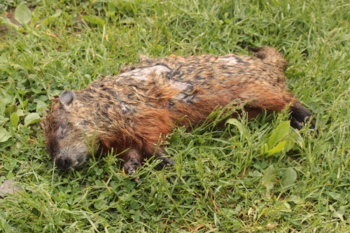 Alpenmarmot — Bild 3
