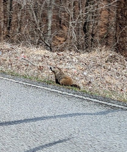 Alpenmarmot — Bild 2