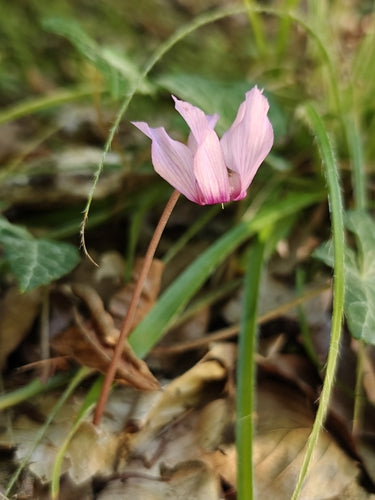 Cyclamen — Bild 4