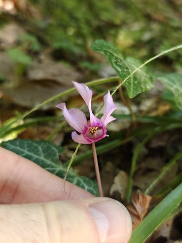 Cyclamen — Bild 3