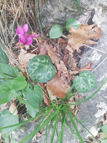 Cyclamen — foto 5 van 47