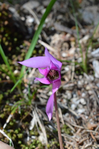 Cyclamen — foto 4 van 47