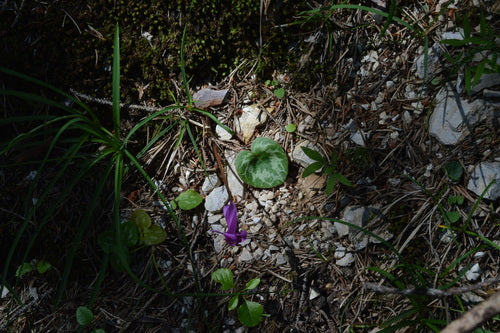Cyclamen — foto 3 van 47