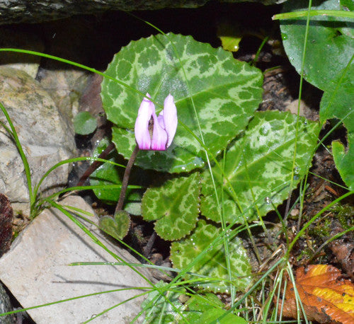 Cyclamen — Bild 5