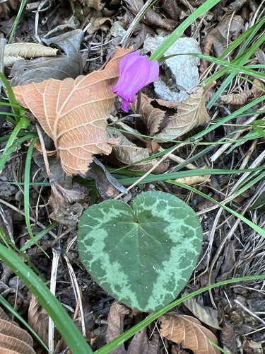 Cyclamen — foto 2 van 47