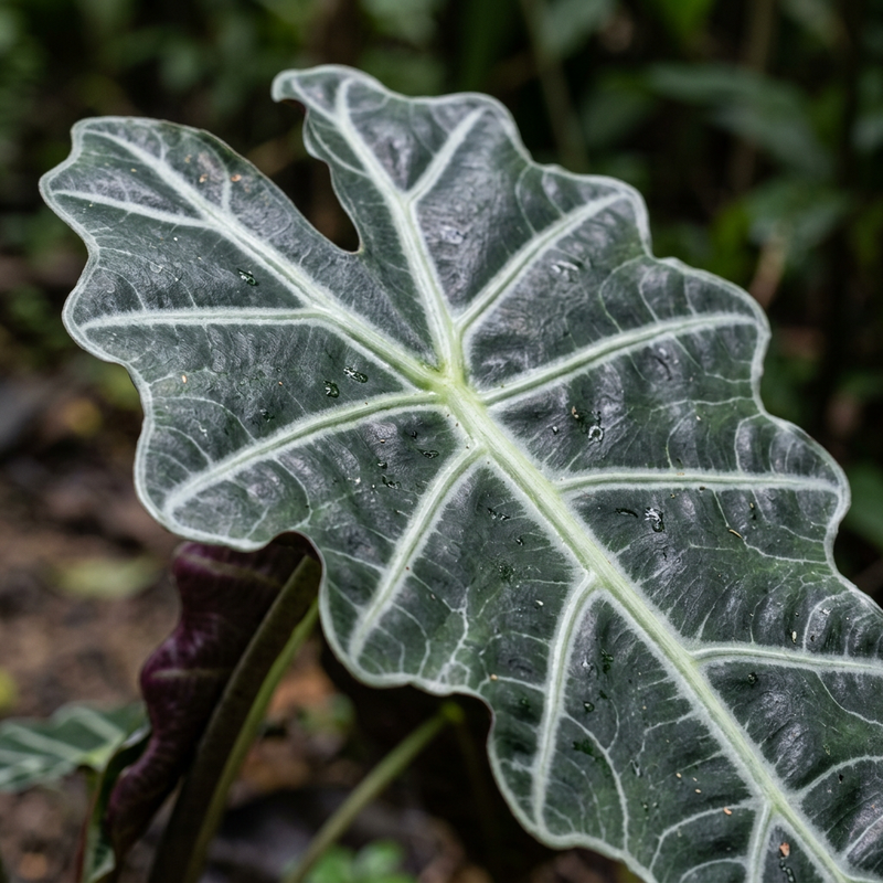 Amazonas-Alokasie (Alocasia amazonica), AI-illustratie