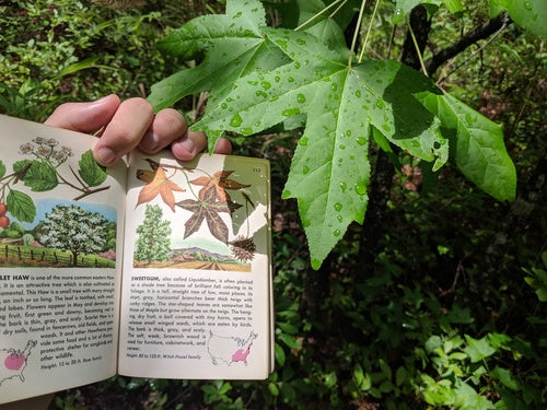Sweetgum-boom — Bild 3