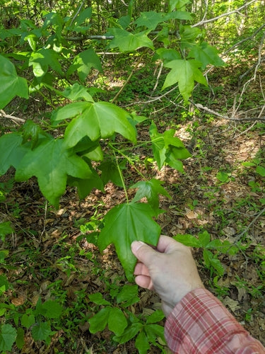 Sweetgum-boom — Bild 5