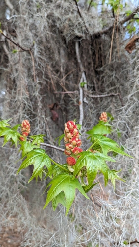 Sweetgum-boom — Bild 2
