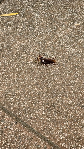 Amerikaanse kakkerlak — Bild 2
