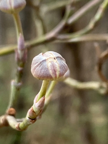 Amerikaanse bloemkornoelje — Bild 3